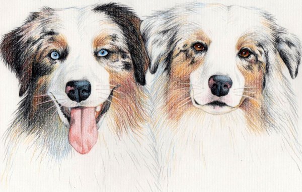 Собака рисунок