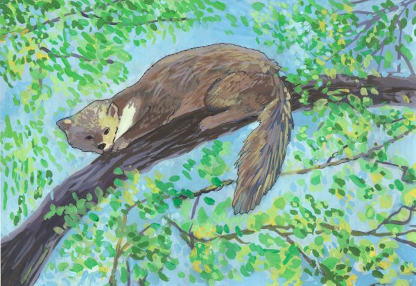 Астафьев Виктор "Белогрудка"