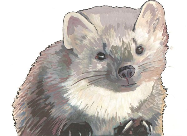 Лесная куница раскраска