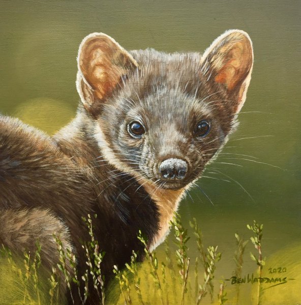 Куница Белогрудка