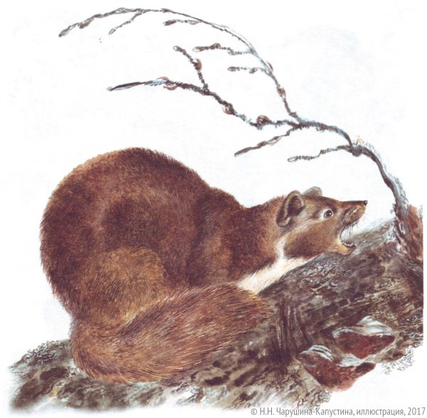 Куница Белогрудка Астафьев