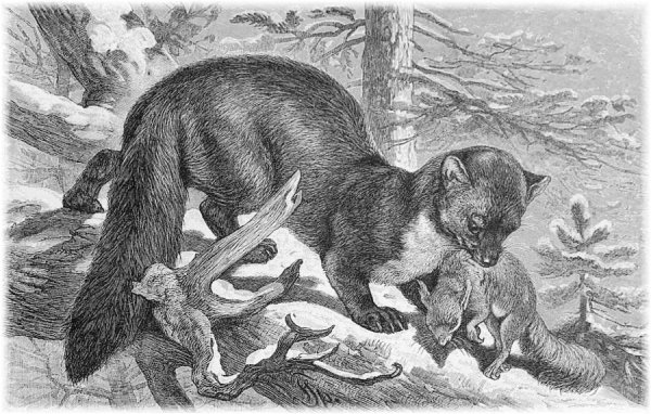 Астафьев Виктор "Белогрудка"