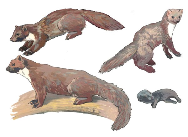 Куница Белогрудка