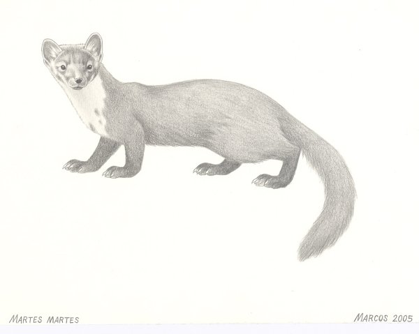 Куница Белогрудка