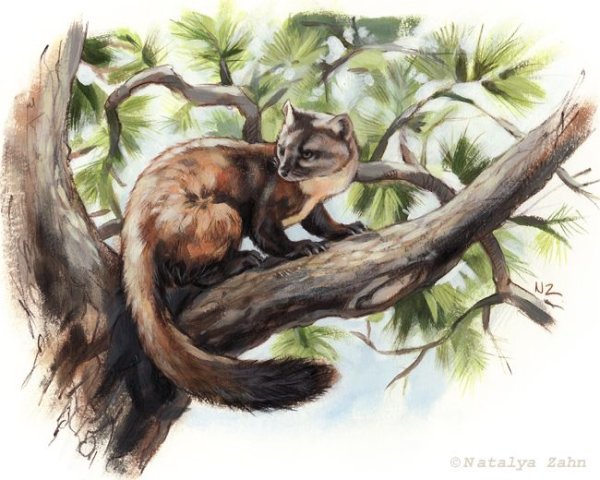 Иллюстрация к рассказу Белогрудка Астафьев