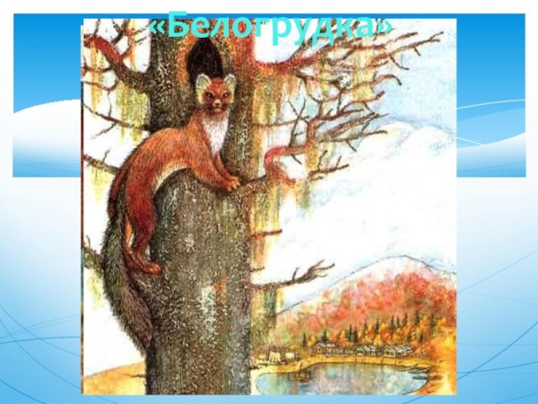 Белогрудка Астафьев