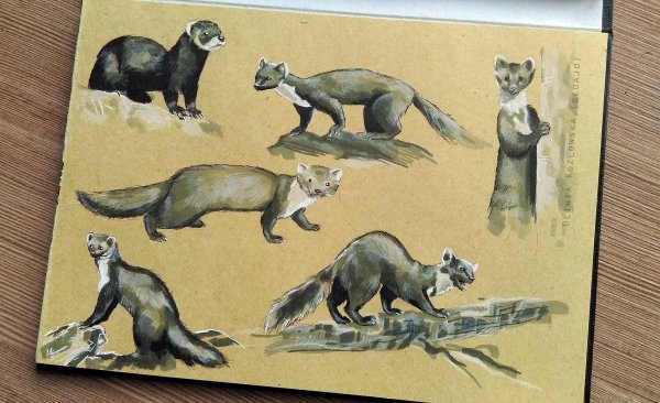 Нарисовать Белогрудку