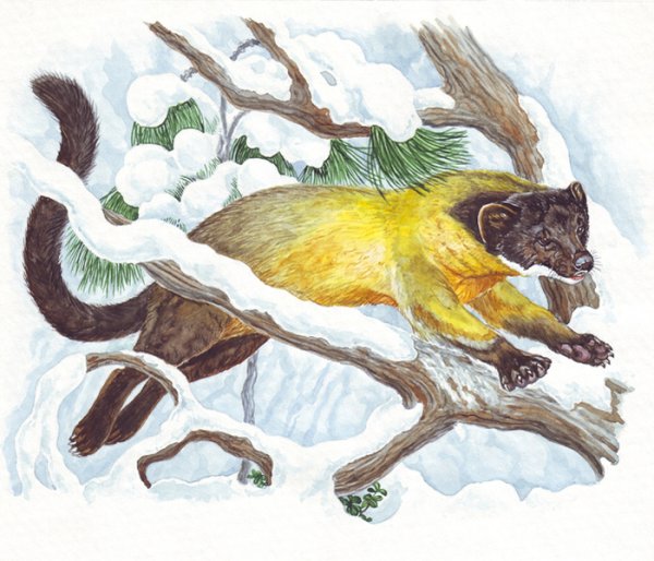 Куница рисунок детский