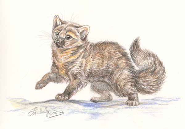 Рисунок куницы карандашом