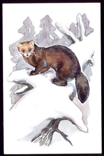 Белогрудка иллюстрации