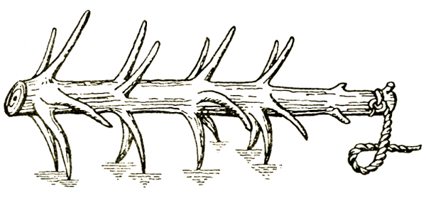 Борона-суковатка древняя