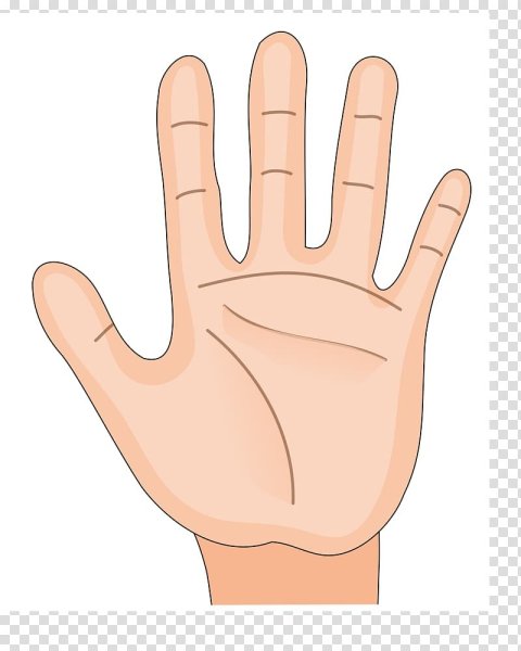Ладонь рисунок
