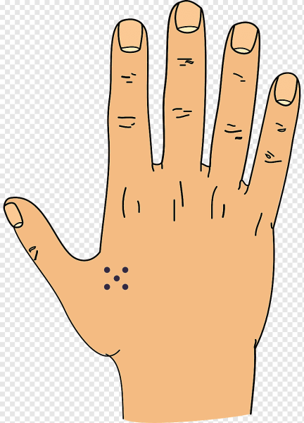 Ладонь тыльная