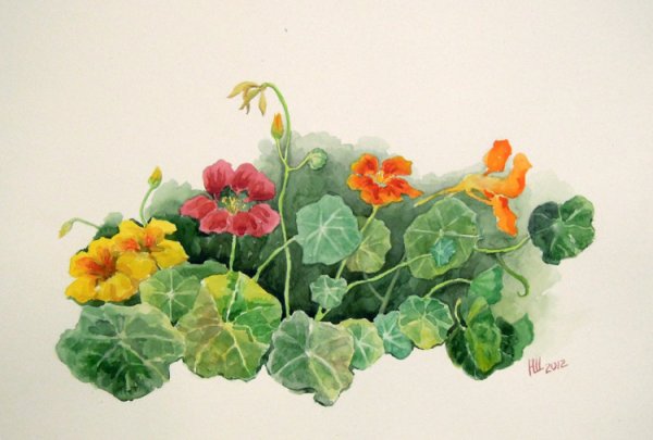 Строение настурции