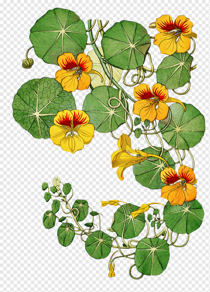 Настурция цветок