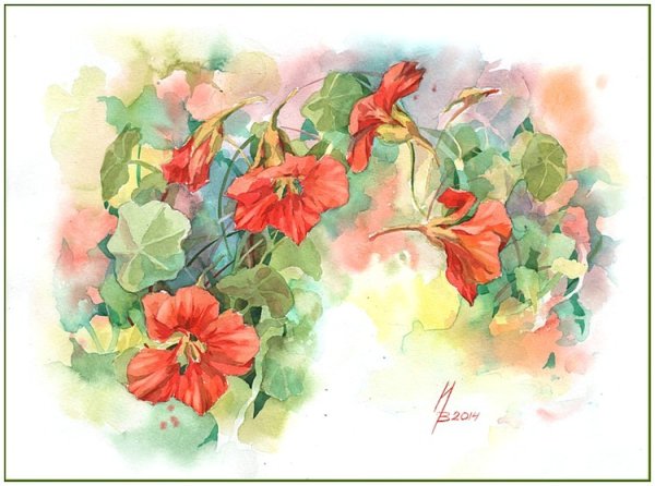 Настурция акварелью