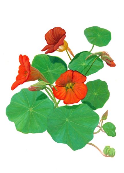 Настурция Ботаническая иллюстрация