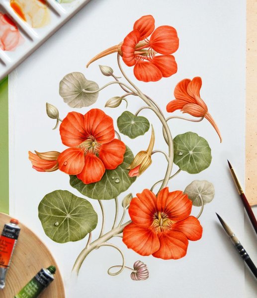 Настурция акварелью