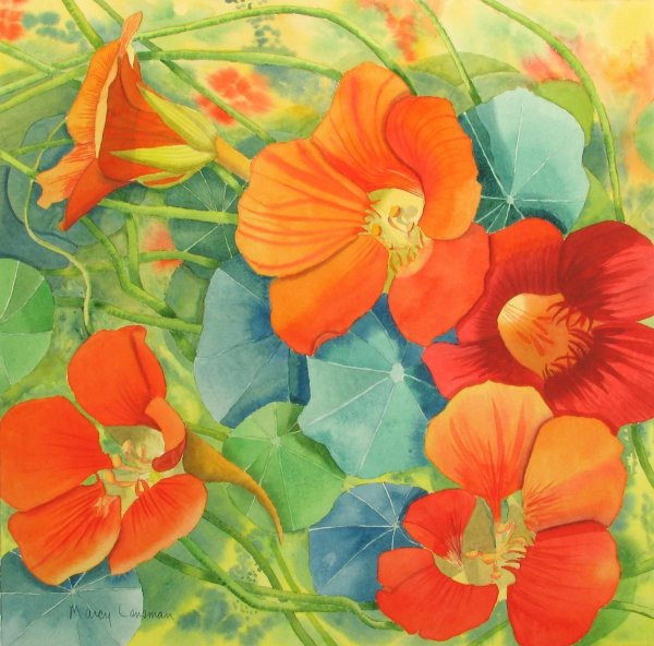 Настурция вид сбоку