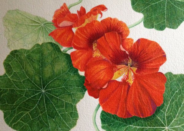 Настурция Ботаническая