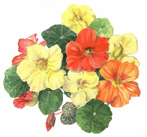 Настурция Ботаническая