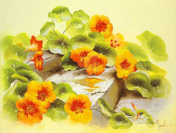 Катарина Кляйн настурции