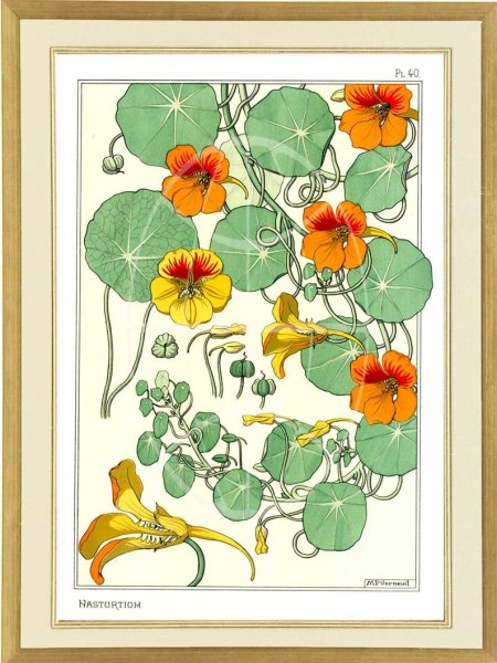 Настурция строение растения