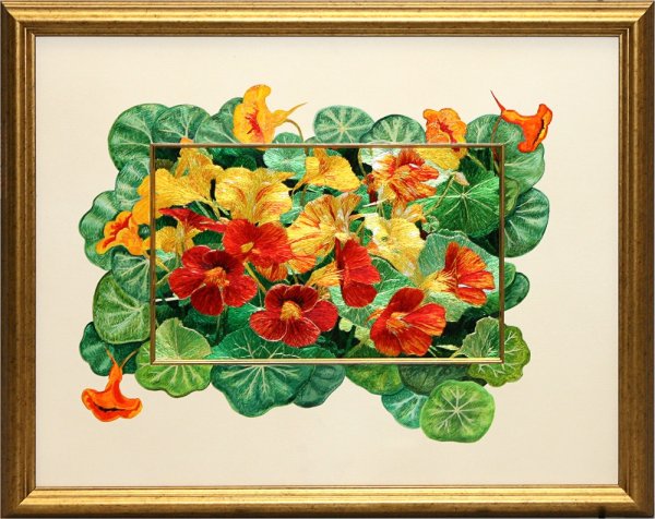 Настурция, Флокс