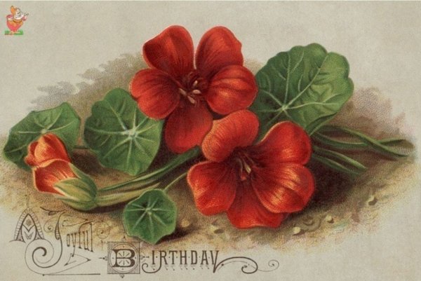 Настурция цветок