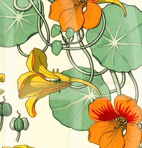 Настурция Ботаническая акварель