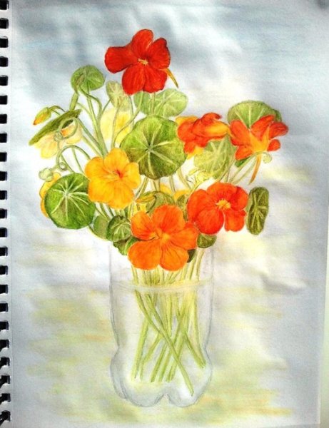 Настурция Ботаническая иллюстрация