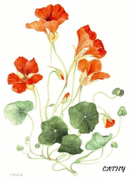 Раскраска цветка настурция