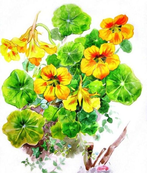 Настурция акварелью