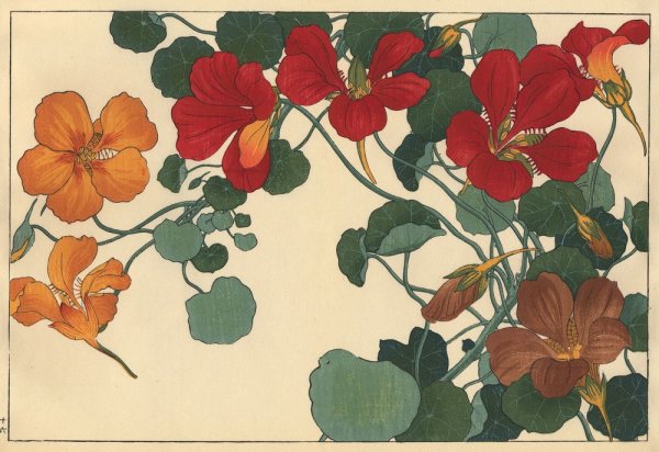 Настурция на белом фоне