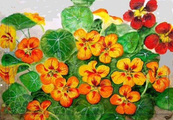 Настурция Малютка