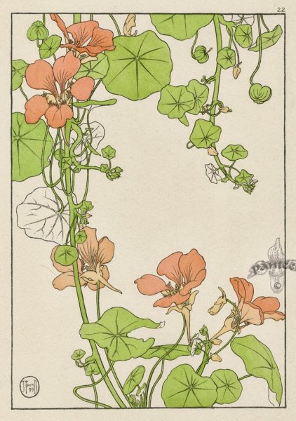 Настурция тату