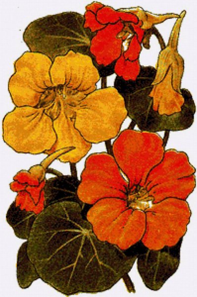 Настурция Ботаническая акварель