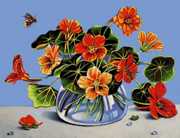 Настурция цветок рисунок