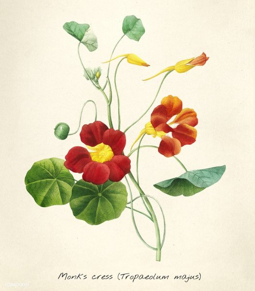 Настурция Ботаническая иллюстрация