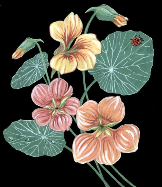 Настурция акварелью