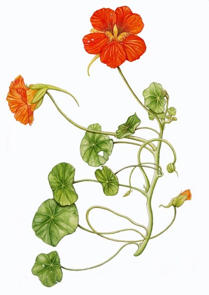 Настурция Ботаническая иллюстрация