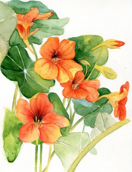 Настурция Ботаническая акварель