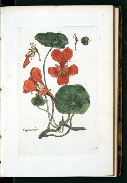 Настурция Ботаническая акварель