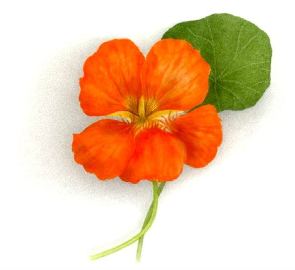 Настурция цветок