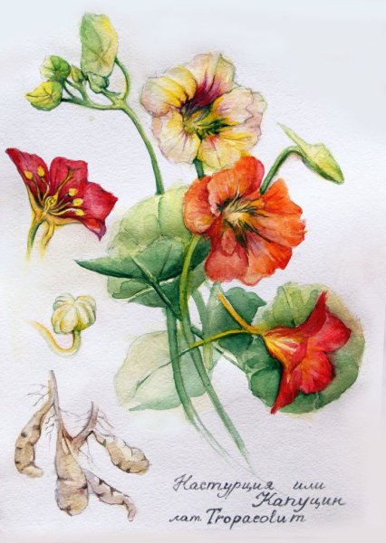 Настурция Ботаническая акварель
