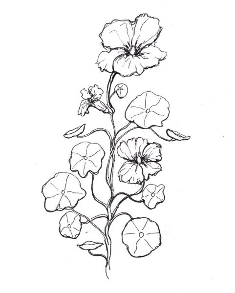 Клипарт настурция