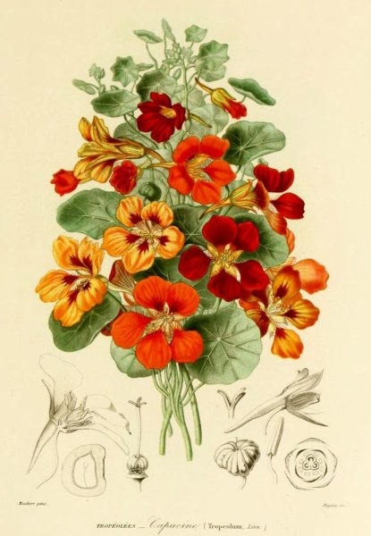 Настурция Ботаническая