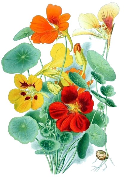 Настурция Ботаническая иллюстрация