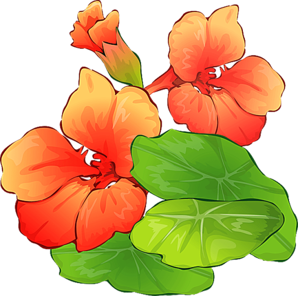 Настурция Ботаническая