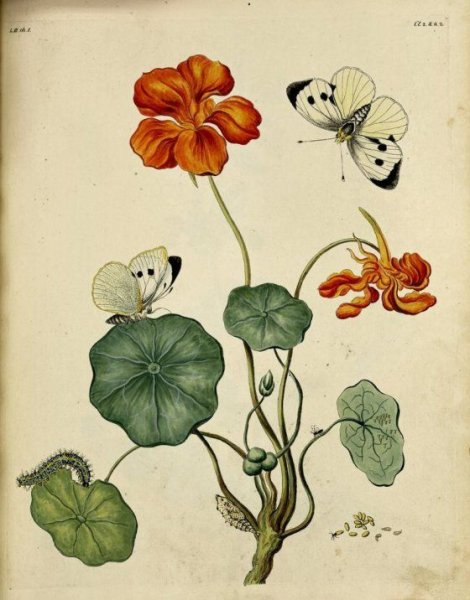 Настурция Ботаническая иллюстрация